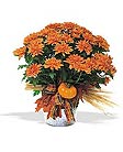 Bronze Cushion Mum Plant