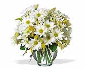  Daisy Cheer