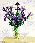  Incredible Iris